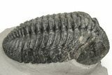 Large Phacopid (Drotops) Trilobite - Nice Eye Facets #235807-3